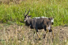 Nyala Afrique du Sud photo libre de droits Nyala Afrique du Sud photo libre de droits