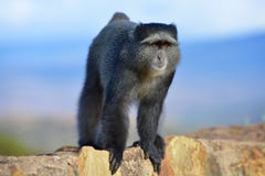 Nyfiken apa i den Ngorongoro krater av Tanzania royaltyfri bild Nyfiken apa i den Ngorongoro krater av Tanzania royaltyfri bild