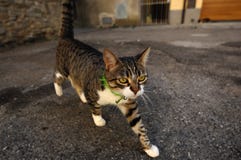 Nyfiken grå katt i Tuscany, Italien arkivbilder Nyfiken grå katt i Tuscany, Italien arkivbilder