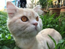 Nyfiken perserkatt på grön trädgård med stora gula ögon arkivbild Nyfiken perserkatt på grön trädgård med stora gula ögon arkivbild