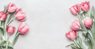 Nytt rosa tulpanbaner med kopieringsutrymme Royaltyfria Foton Nytt rosa tulpanbaner med kopieringsutrymme Royaltyfria Foton