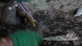 Nära upp av rengörande fisk för folk stock video Nära upp av rengörande fisk för folk stock video