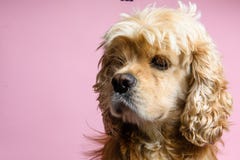 Närbild av cockerspanieln på en rosa bakgrund arkivfoton Närbild av cockerspanieln på en rosa bakgrund arkivfoton