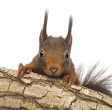 Närbild av en röd ekorre eller den röda ekorren för Eurasian, vulgaris som Sciurus döljer bak en filial arkivfoto Närbild av en röd ekorre eller den röda ekorren för Eurasian, vulgaris som Sciurus döljer bak en filial arkivfoto