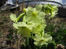 Närbild av för primulaprimula för vår gula veris med sidor som växer i en röjning i det löst i bergen av Kaukasuset arkivfoto Närbild av för primulaprimula för vår gula veris med sidor som växer i en röjning i det löst i bergen av Kaukasuset arkivfoto