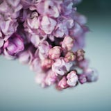 Närbild av lila blommor Ett symbol av vårsäsongen arkivbilder Närbild av lila blommor Ett symbol av vårsäsongen arkivbilder