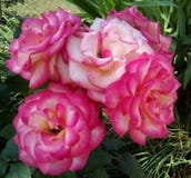 Närbild med rosa rosor och gröna sidor på en mörk bakgrund royaltyfri fotografi Närbild med rosa rosor och gröna sidor på en mörk bakgrund royaltyfri fotografi