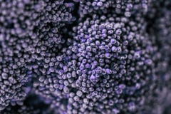 Närbild som skjutas av violett broccoli arkivbild Närbild som skjutas av violett broccoli arkivbild