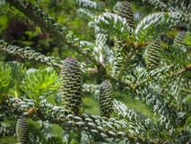 Närbilden av unga kottar på filialerna av gran Abies koreanaen Silberlocke med härlig bokehbakgrund royaltyfri foto Närbilden av unga kottar på filialerna av gran Abies koreanaen Silberlocke med härlig bokehbakgrund royaltyfri foto