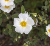 Närbildfors av den Salvia cistusblomman royaltyfri foto Närbildfors av den Salvia cistusblomman royaltyfri foto