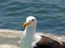 Närbildfoto av en seagull på en fishers marknad arkivfoto Närbildfoto av en seagull på en fishers marknad arkivfoto