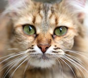 Närbildstående av den grönögda katten. royaltyfria foton Närbildstående av den grönögda katten. royaltyfria foton