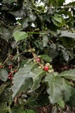 Närliggande kaffeträd en kaffelantgård i ett bergområde av den Colombia kafferegionen royaltyfria foton Närliggande kaffeträd en kaffelantgård i ett bergområde av den Colombia kafferegionen royaltyfria foton
