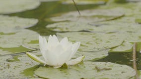 Nénuphar dans le marais Lotus en nature sur le fond naturel Lotus blanc dans la fin de marais image stock Nénuphar dans le marais Lotus en nature sur le fond naturel Lotus blanc dans la fin de marais image stock