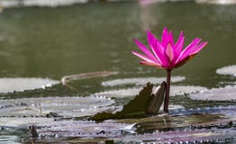 Nénuphar rose sur un lac - scène tranquille photo stock Nénuphar rose sur un lac - scène tranquille photo stock