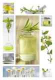 Nödvändiga oljor och blommor för växt- medicin arkivfoto Nödvändiga oljor och blommor för växt- medicin arkivfoto