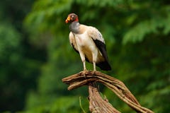 O abutre de rei, Costa Rica, grande pássaro encontrou em Ámérica do Sul Cena dos animais selvagens da natureza tropica Condor com imagens de stock royalty free O abutre de rei, Costa Rica, grande pássaro encontrou em Ámérica do Sul Cena dos animais selvagens da natureza tropica Condor com imagens de stock royalty free