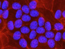 O ADN de células estaminais embrionárias humanas manchou no azul com tintura fluorescente fotografia de stock O ADN de células estaminais embrionárias humanas manchou no azul com tintura fluorescente fotografia de stock