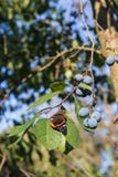 O almirante vermelho é uma borboleta colorida, encontrou em Europa, em Ásia e em America do Norte temperadas na folha verde com a fotografia de stock O almirante vermelho é uma borboleta colorida, encontrou em Europa, em Ásia e em America do Norte temperadas na folha verde com a fotografia de stock