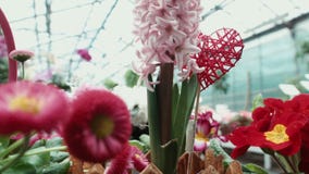 O amor da palavra em uma flor na estufa video estoque O amor da palavra em uma flor na estufa video estoque