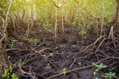 O bosque tropical bonito com árvore enraíza no parque nacional da baía de Jozani Chwaka foto de stock O bosque tropical bonito com árvore enraíza no parque nacional da baía de Jozani Chwaka foto de stock