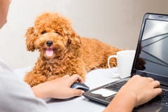 O cachorrinho bonito da caniche acompanha a pessoa que trabalha com o laptop na mesa de escritório fotos de stock royalty free O cachorrinho bonito da caniche acompanha a pessoa que trabalha com o laptop na mesa de escritório fotos de stock royalty free