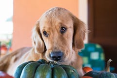 O cachorrinho bonito do golden retriever morde uma abóbora fotografia de stock royalty free O cachorrinho bonito do golden retriever morde uma abóbora fotografia de stock royalty free