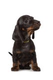 O cachorrinho do bassê que senta-se e que olha afastado, isolado no fundo branco fotografia de stock O cachorrinho do bassê que senta-se e que olha afastado, isolado no fundo branco fotografia de stock