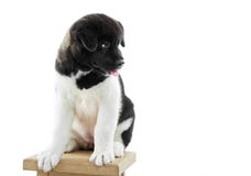 O cachorrinho macio de akita s do americano senta-se na cadeira do woodn fotografia de stock O cachorrinho macio de akita s do americano senta-se na cadeira do woodn fotografia de stock