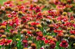 O campo bonito do gaillardia amarelo vermelho ou das flores gerais em um jardim botânico fotografia de stock O campo bonito do gaillardia amarelo vermelho ou das flores gerais em um jardim botânico fotografia de stock
