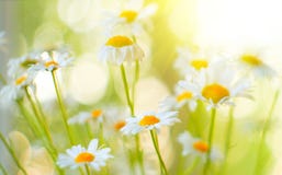 O campo da camomila floresce a beira Cena bonita da natureza com as camomilas de florescência nos sunflares Fundo do verão imagem de stock O campo da camomila floresce a beira Cena bonita da natureza com as camomilas de florescência nos sunflares Fundo do verão imagem de stock