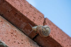 O caracol desliza acima para baixo das pedras imagens de stock O caracol desliza acima para baixo das pedras imagens de stock