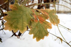 o carvalho verde sae em um fundo branco da neve foto de stock o carvalho verde sae em um fundo branco da neve foto de stock