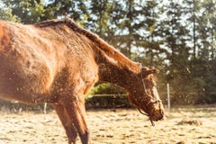 O cavalo de Brown agita fora a poeira no dia ensolarado foto de stock royalty free O cavalo de Brown agita fora a poeira no dia ensolarado foto de stock royalty free