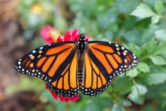 O close up de uma borboleta de monarca em uma flor vermelha com asas abriu imagem de stock O close up de uma borboleta de monarca em uma flor vermelha com asas abriu imagem de stock