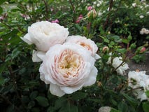 O conjunto de creme delicado colocou flores das rosas do cultivar do ` de Artemis do ` em um arbusto no jardim foto de stock royalty free O conjunto de creme delicado colocou flores das rosas do cultivar do ` de Artemis do ` em um arbusto no jardim foto de stock royalty free