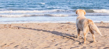 O cão apenas na areia da praia que olha para fora ao mar fotos de stock royalty free O cão apenas na areia da praia que olha para fora ao mar fotos de stock royalty free