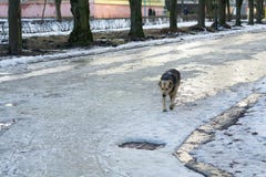 O cão atray desabrigado está correndo na rua Animais abandonados e abrigos abarrotados O cão impossível está procurando o aliment imagens de stock royalty free O cão atray desabrigado está correndo na rua Animais abandonados e abrigos abarrotados O cão impossível está procurando o aliment imagens de stock royalty free