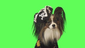 O cão bonito Papillon no traje do pirata está olhando a câmera no vídeo conservado em estoque da metragem do fundo verde video estoque O cão bonito Papillon no traje do pirata está olhando a câmera no vídeo conservado em estoque da metragem do fundo verde video estoque
