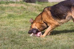 O cão come a carne na grama, cão grande no gramado come a carne crua imagens de stock O cão come a carne na grama, cão grande no gramado come a carne crua imagens de stock