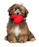 O cão de cachorrinho havanese do amante está guardando um coração vermelho em sua boca Fotografia de Stock O cão de cachorrinho havanese do amante está guardando um coração vermelho em sua boca Fotografia de Stock