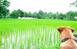 O cão de Heng está esperando o campo imagem de stock O cão de Heng está esperando o campo imagem de stock