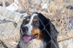 O cão de protetor, cão de montanha de Bernese, senta-se na gaiola atrás da rede fotografia de stock O cão de protetor, cão de montanha de Bernese, senta-se na gaiola atrás da rede fotografia de stock