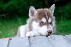 O cão de puxar trenós do cão de cachorrinho está esperando na rua, com espaço da cópia pelo texto, conceito só do amor fotografia de stock O cão de puxar trenós do cão de cachorrinho está esperando na rua, com espaço da cópia pelo texto, conceito só do amor fotografia de stock
