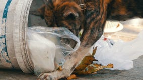 O cão desabrigado só está procurando o alimento em uma lata de lixo na lama dos pacotes e dos restos do alimento vídeos de arquivo O cão desabrigado só está procurando o alimento em uma lata de lixo na lama dos pacotes e dos restos do alimento vídeos de arquivo