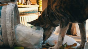 O cão desabrigado só está procurando o alimento em uma lata de lixo na lama dos pacotes e dos restos do alimento video estoque O cão desabrigado só está procurando o alimento em uma lata de lixo na lama dos pacotes e dos restos do alimento video estoque