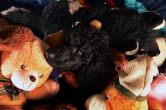 O cão hiden em brinquedos foto de stock O cão hiden em brinquedos foto de stock