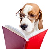O cão nos vidros lê o livro vermelho imagem de stock royalty free O cão nos vidros lê o livro vermelho imagem de stock royalty free