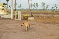 O cão tailandês local anda na terra enlameada na exploração agrícola fotos de stock royalty free O cão tailandês local anda na terra enlameada na exploração agrícola fotos de stock royalty free