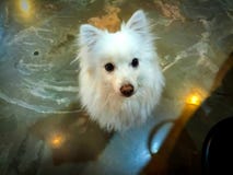 O cão é o melhor amigo da humanidade foto de stock O cão é o melhor amigo da humanidade foto de stock